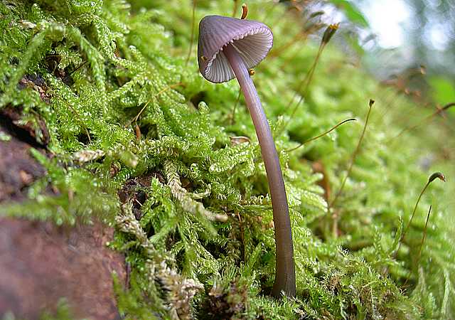 Funghi  e  Habitat